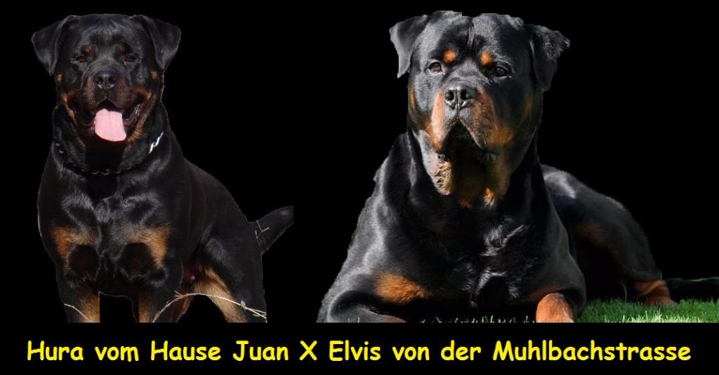 vom Hause Juan - Portee avec Elvis von der Muhlbachstrasse
